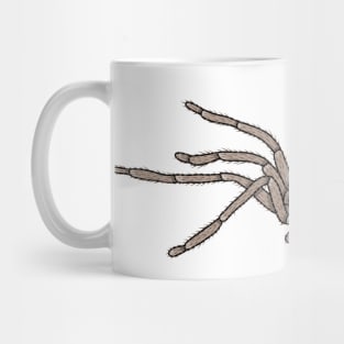 Isopeda Leishmanni Huntsman spider Mug